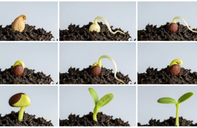 Passo a passo Plantando sementes em casa