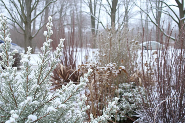 plantas no inverno