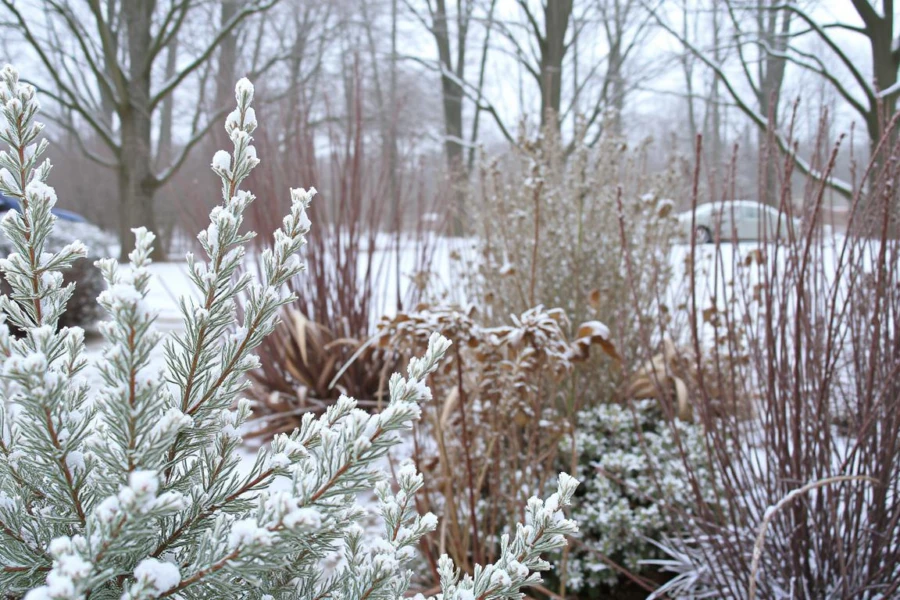 plantas no inverno